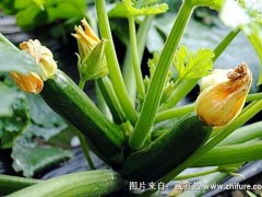 2018种西葫芦赚钱吗?西葫芦种植的利润与投资成本