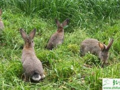 夏季野兔家养的“四巧”