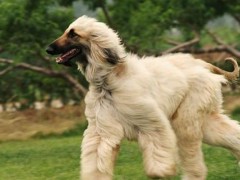 阿富汗猎犬市场价格多少钱一只,阿富汗猎犬智商