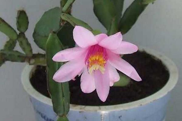 落花之舞图片大全(含开花) 落花之舞特点与简介