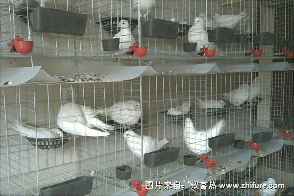 鸽子养殖利润与效益分析