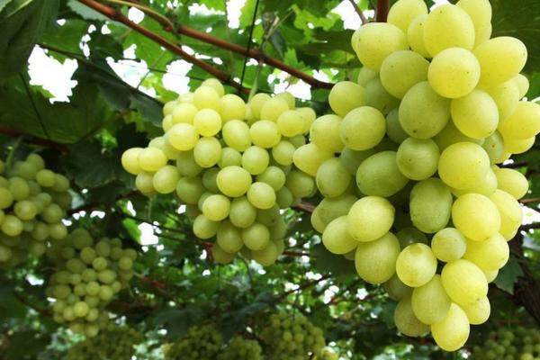 马奶葡萄怎么种 马奶葡萄种植技术与注意事项