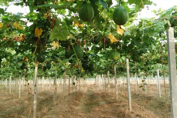 瓜蒌种植技术及亩收益，附施肥技术