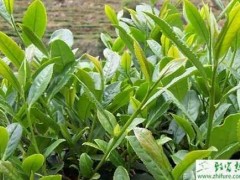 种茶叶绿色防控新技术