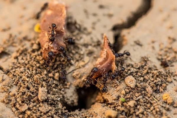 消灭家里蚂蚁最简单有效的办法
