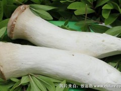 2018种杏鲍菇赚钱吗?杏鲍菇种植的利润与投资成本