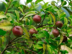 油茶知识及种植管理技术