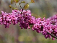 紫荆花怎么养,紫荆花养殖方法与注意事项