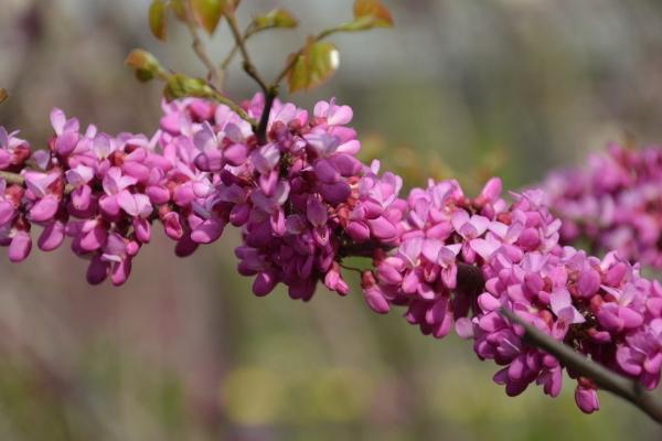 紫荆花怎么养 紫荆花养殖方法与注意事项