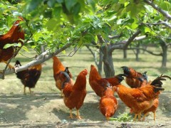 九斤黄鸡特点、介绍、鸡苗价格