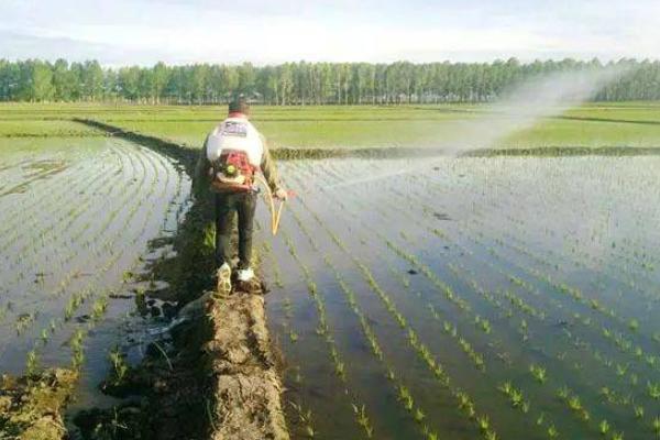 水稻复合肥哪种比较好 水稻追肥的最佳时间