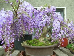 紫藤花盆景怎么养,盆栽紫藤花养殖方法与注意事