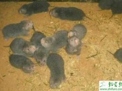 养殖竹鼠怎样进行人工哺乳