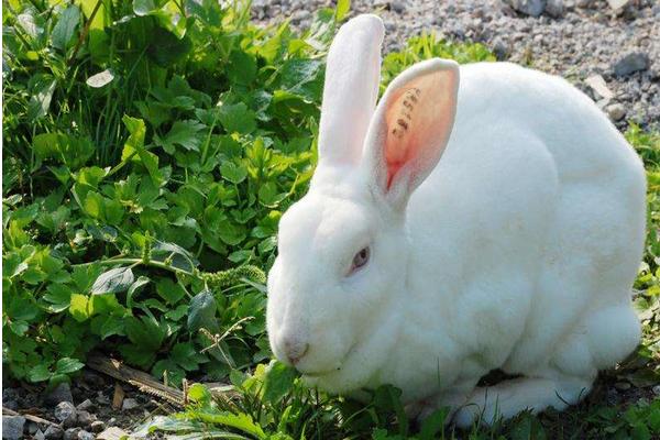 2018养獭兔赚钱吗？獭兔养殖的利润与投资成本及前景预测