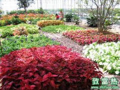 2016种花卉苗木赚钱吗?2016花卉苗木前景及市场价