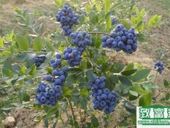 蓝莓种植的园地选择及定植方法