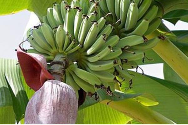 芭蕉的功效与作用及禁忌 芭蕉营养价值