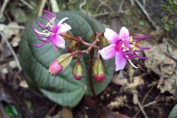 虎颜花可以做药吗 虎颜花药用价值