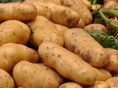 土豆种植技术与管理方法,适时追肥,积极防病虫害
