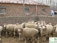 养殖绵羊剪毛时的注意事项
