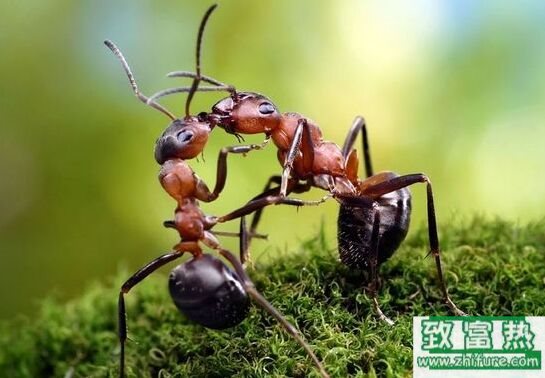 蚂蚁的功效与作用，蚂蚁吃了的好处