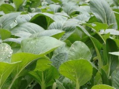 四季小白菜的种植方法,温度较高采用直播法,反之