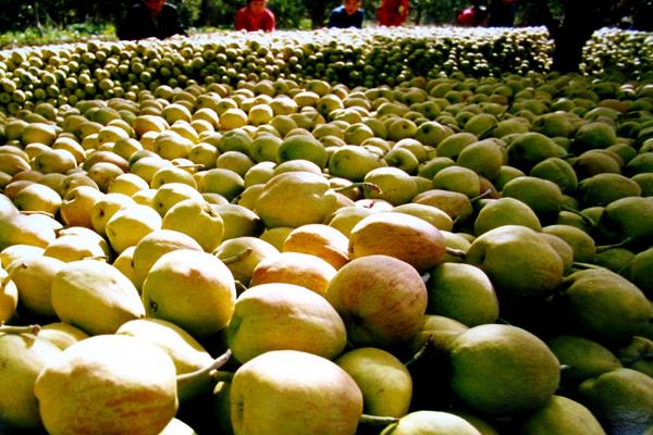 新疆特色种植品种有哪些？一年四季都有好吃的干鲜瓜果