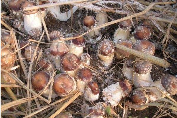 大球盖菇市场价格多少钱一斤 大球盖菇产地在哪里 大球盖菇哪里有卖