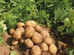 土豆的正常产量每亩是多少