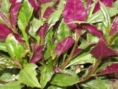 紫背菜种植时间和方法,春季采用分根或扦插种植
