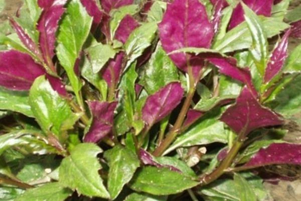 紫背菜<a href=https://www.dadasou.com/ny/zhongzhi/ target=_blank class=infotextkey>种植</a>时间和方法，每年春季种植，可采用分根或扦插种植