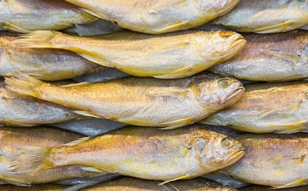 黄花鱼市场价格多少钱一斤 黄花鱼生长在哪里