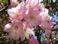 樱花树扦插繁殖方法,樱花怎么嫁接