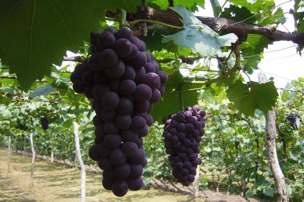 种葡萄用什么肥料？6个葡萄树施肥方法及注意事项