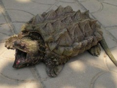 大鳄龟市场价格多少钱一只,养鳄龟有什么风水禁
