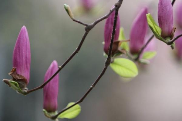 紫玉兰怎么种 紫玉兰种植方法与注意事项