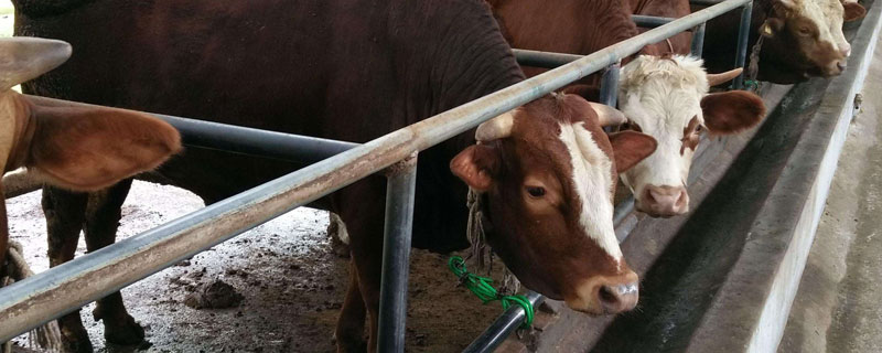 怎么判断牛是否生病了？主要从牛日常饮食及排泄情况判断