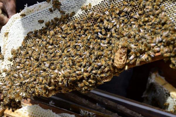 2015养蜂赚钱吗？2015蜜蜂养殖前景及市场价格分析