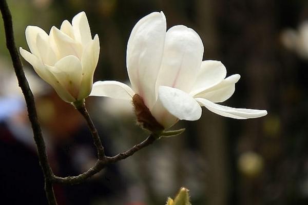木兰花图片大全 木兰花花语及寓意 关于木兰花诗句有哪些