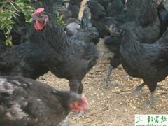 养殖绿壳蛋鸡喂料和常用饲料问题