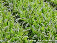 2018种油麦菜赚钱吗?油麦菜种植的利润与投资成本