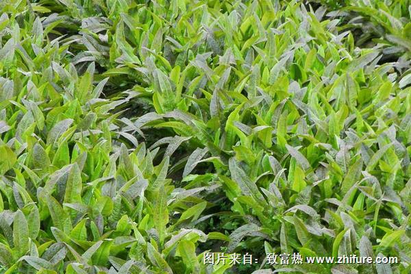 2018种油麦菜<a href=https://www.dadasou.com/news/93887.html target=_blank class=infotextkey>赚钱</a>吗？油麦菜<a href=https://www.dadasou.com/ny/zhongzhi/ target=_blank class=infotextkey>种植</a>的利润与投资成本及前景预测