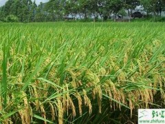 种水稻灌浆期的管理要点