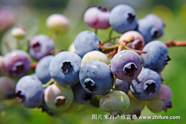 蓝莓怎么种