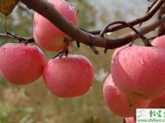 种苹果树使用沼气肥料技术