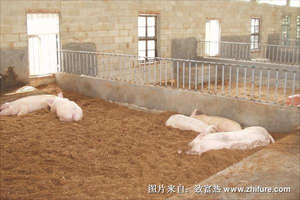 发酵床养猪视频