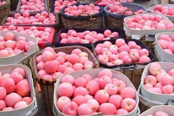 红富士苹果原产地在哪里 红富士苹果哪里最出名最好