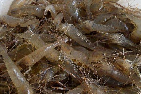 河虾养殖的方法