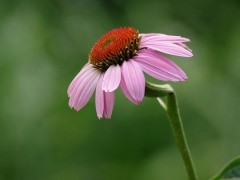 松果菊图片大全,松果菊是什么花