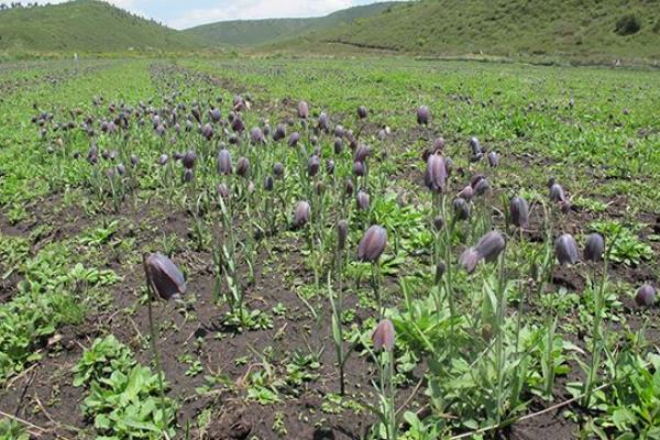 川贝母种植条件